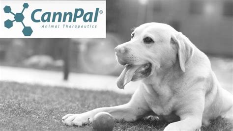  Another study by the Australian animal therapeutics company CannPal tested a CBD product for its potential to help with dogs with atopy a dermatologic allergy resulting in itching and chewing